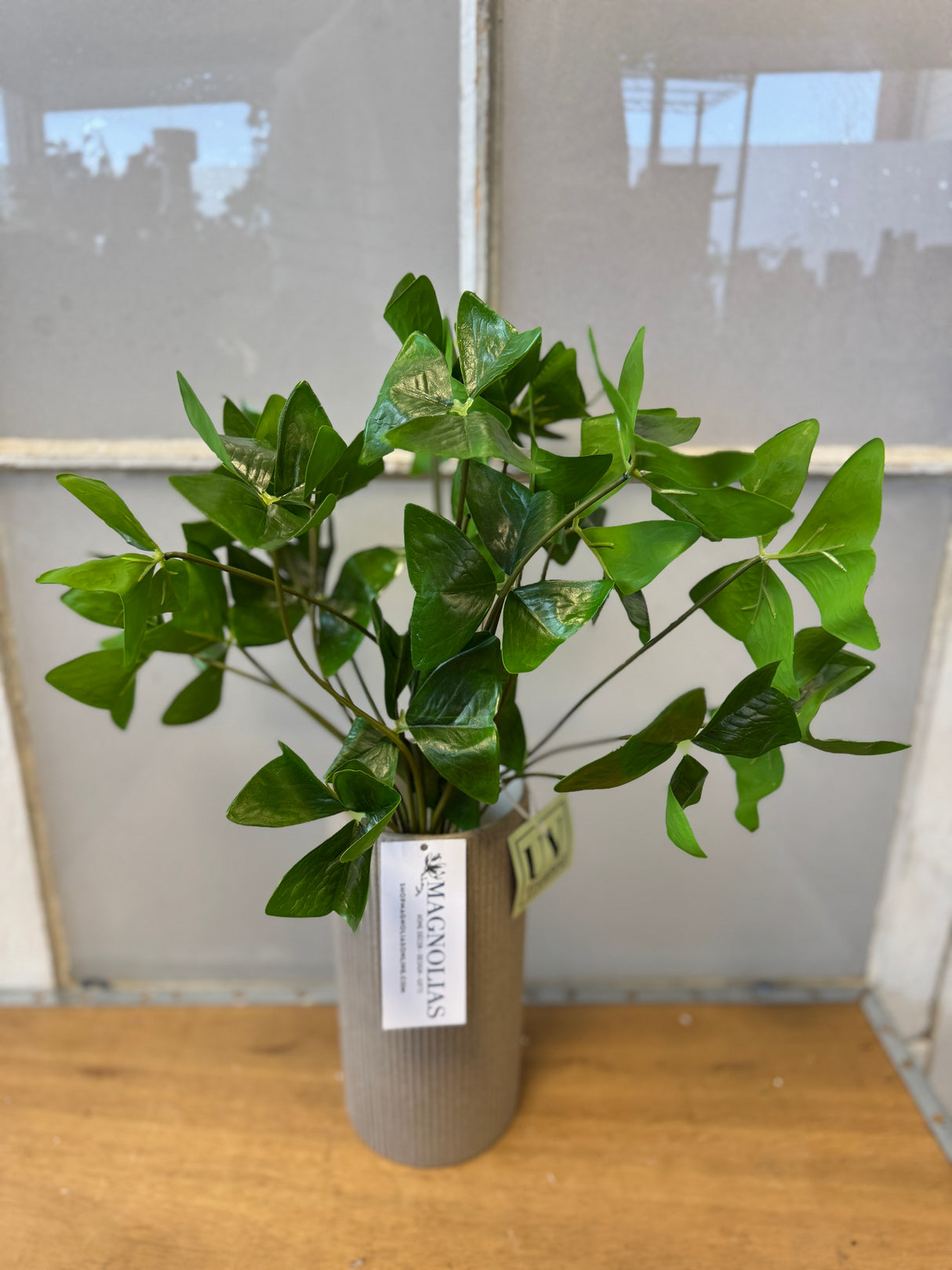 UV Protect Garden Oxalis Plant