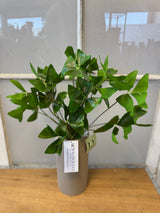 UV Protect Garden Oxalis Plant