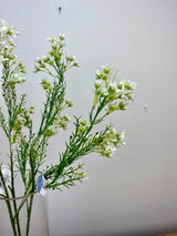 Cream Single Waxflower Spray