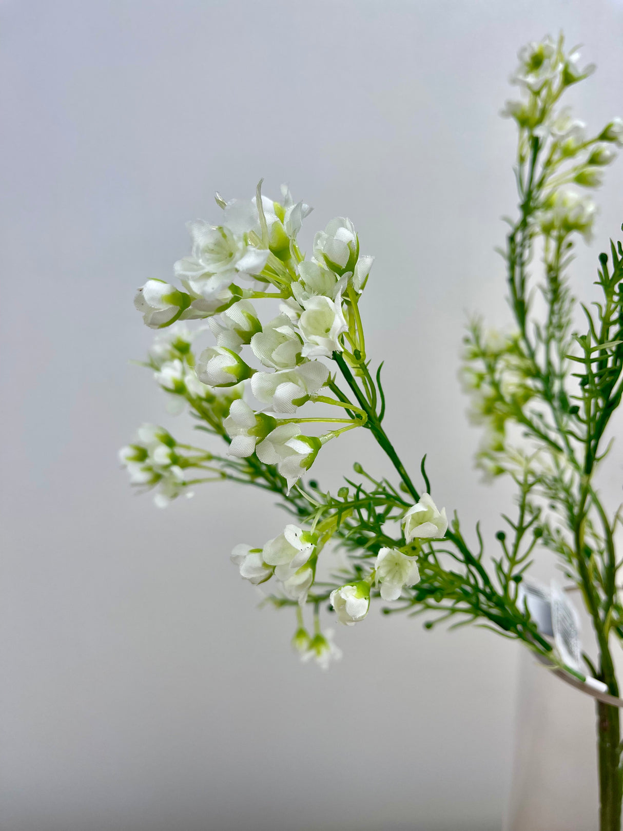 Cream Single Waxflower Spray