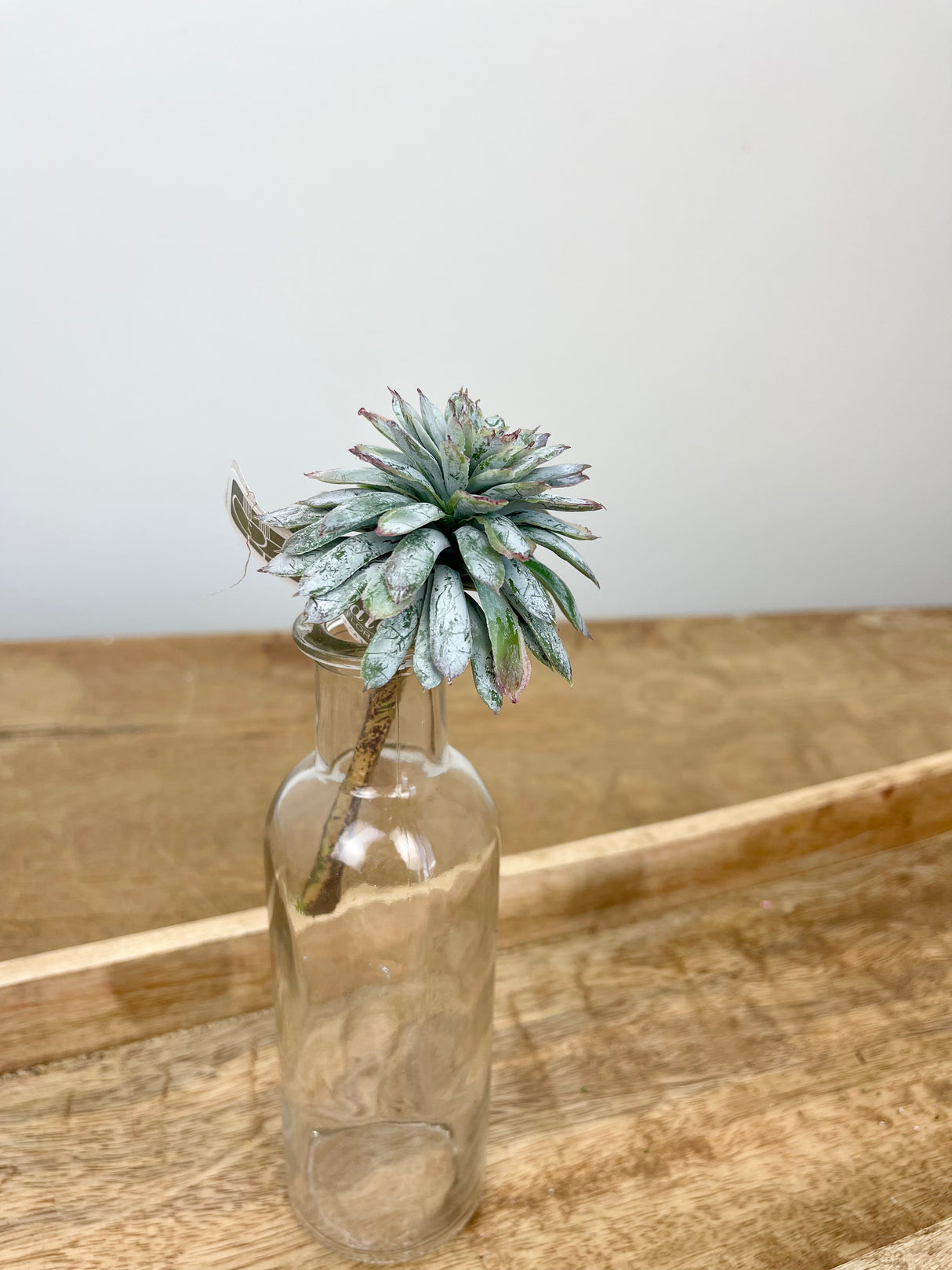 Mini Echeveria Pick Blue Gray