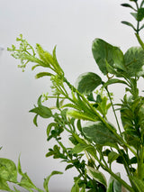 Blooming Foliage Bush