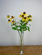 Yellow Echinacea Spray