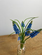 Blue Muscari Bundle