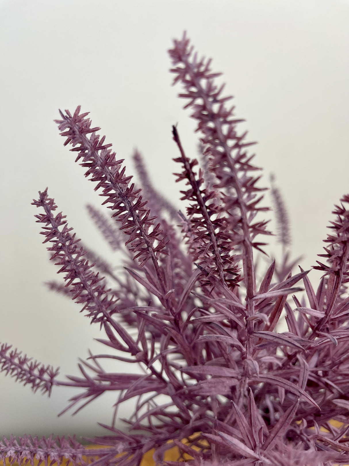 Lavender Astilbe Bundle