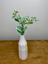 Snow On The Mountain Spray