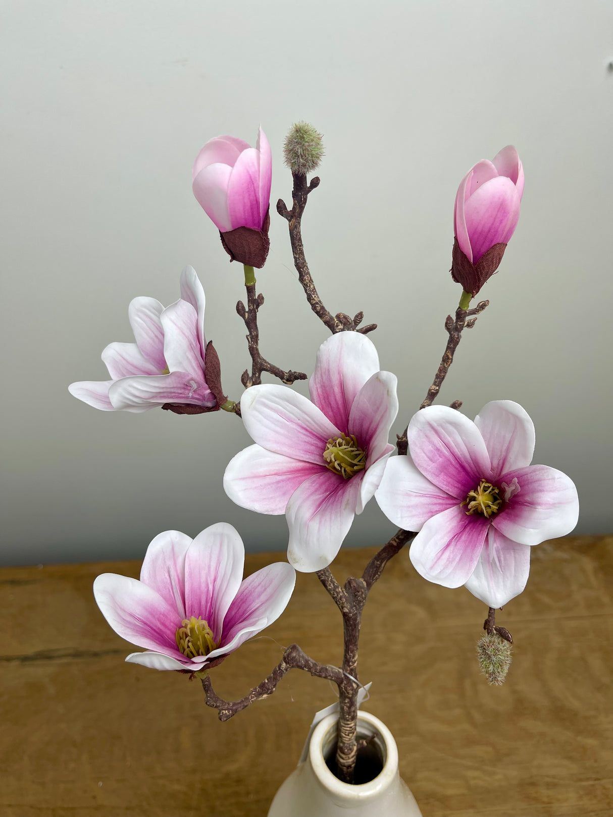 Saucer Magnolia Stem