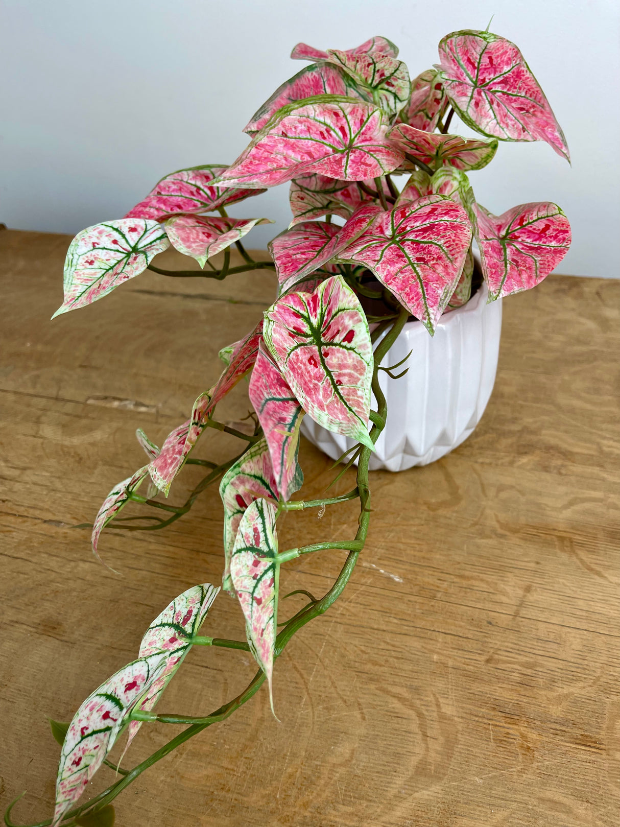 Pink Caladium Hanging Bush