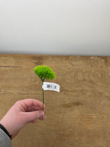 Mini Moss Grass Pick