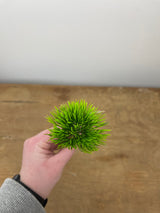 Mini Moss Grass Pick
