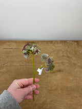 Mauve Mix Sedum Pick