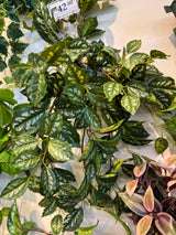 Pilea Leaf Hanging Bush