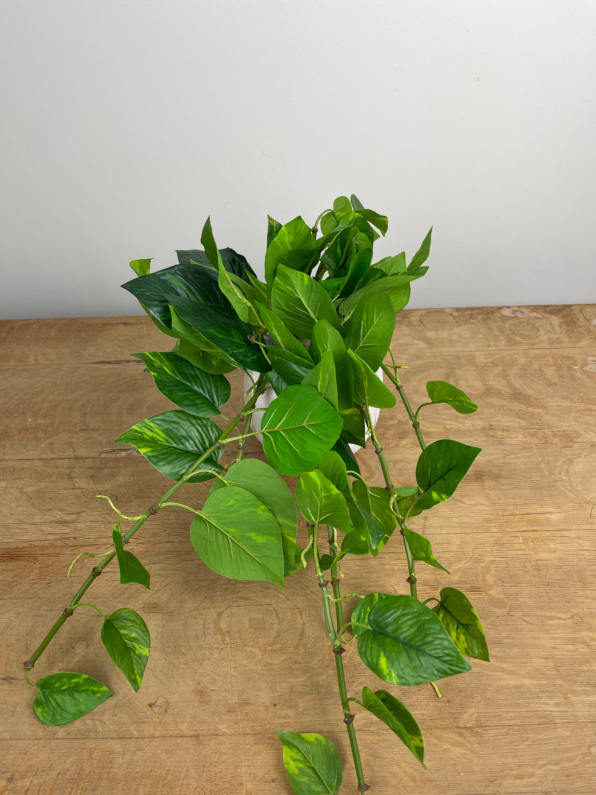 Variegated Potho Bush