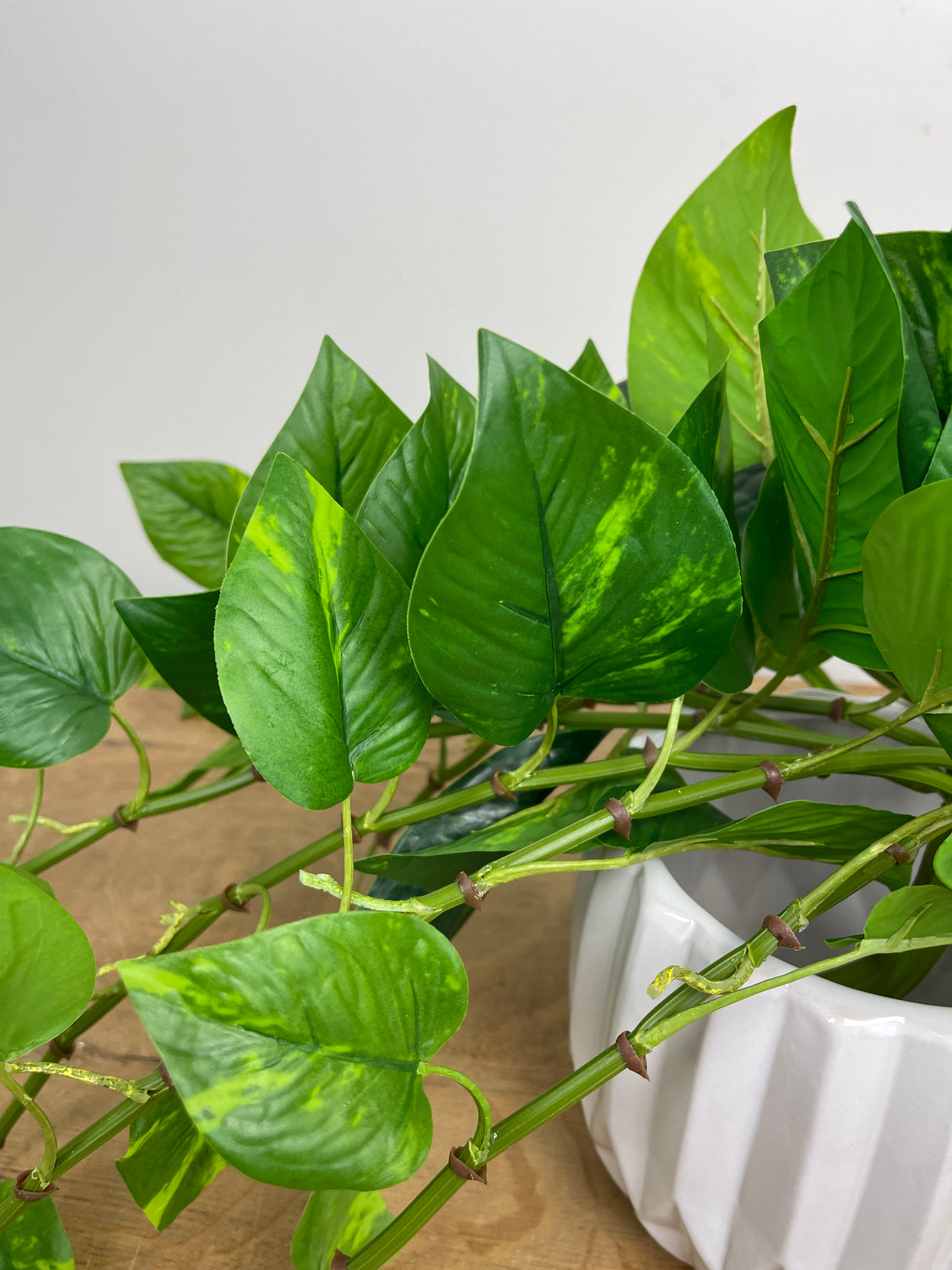 Variegated Potho Bush