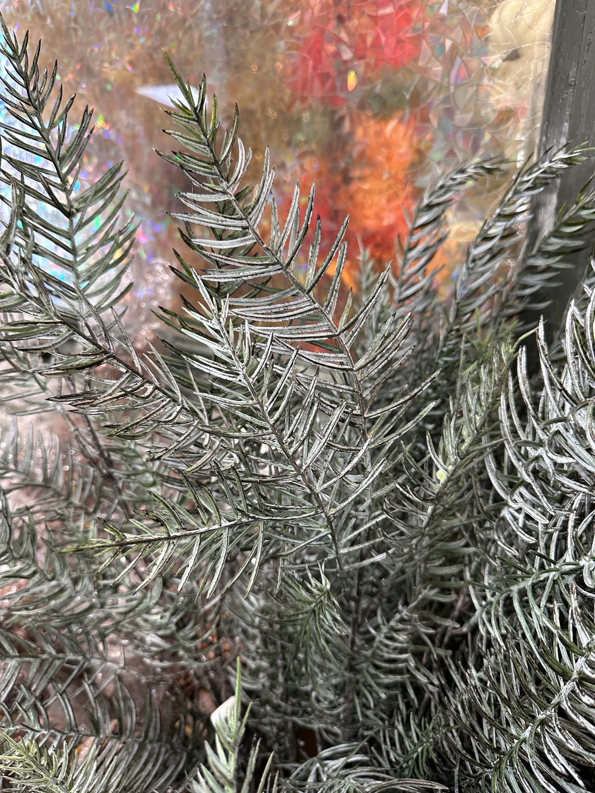 Mixed First Snow Blue Spruce Pine Spray