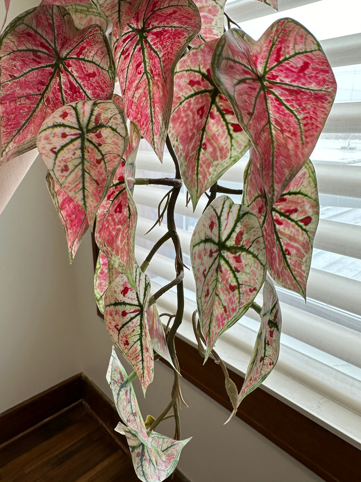 Pink Caladium Hanging Bush