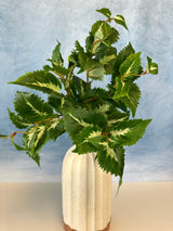 Green UV Protect Coleus Bush