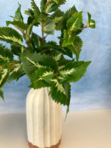 Green UV Protect Coleus Bush