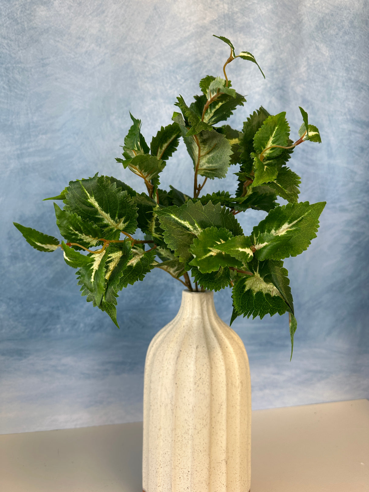 Green UV Protect Coleus Bush