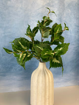 Green UV Protect Coleus Bush