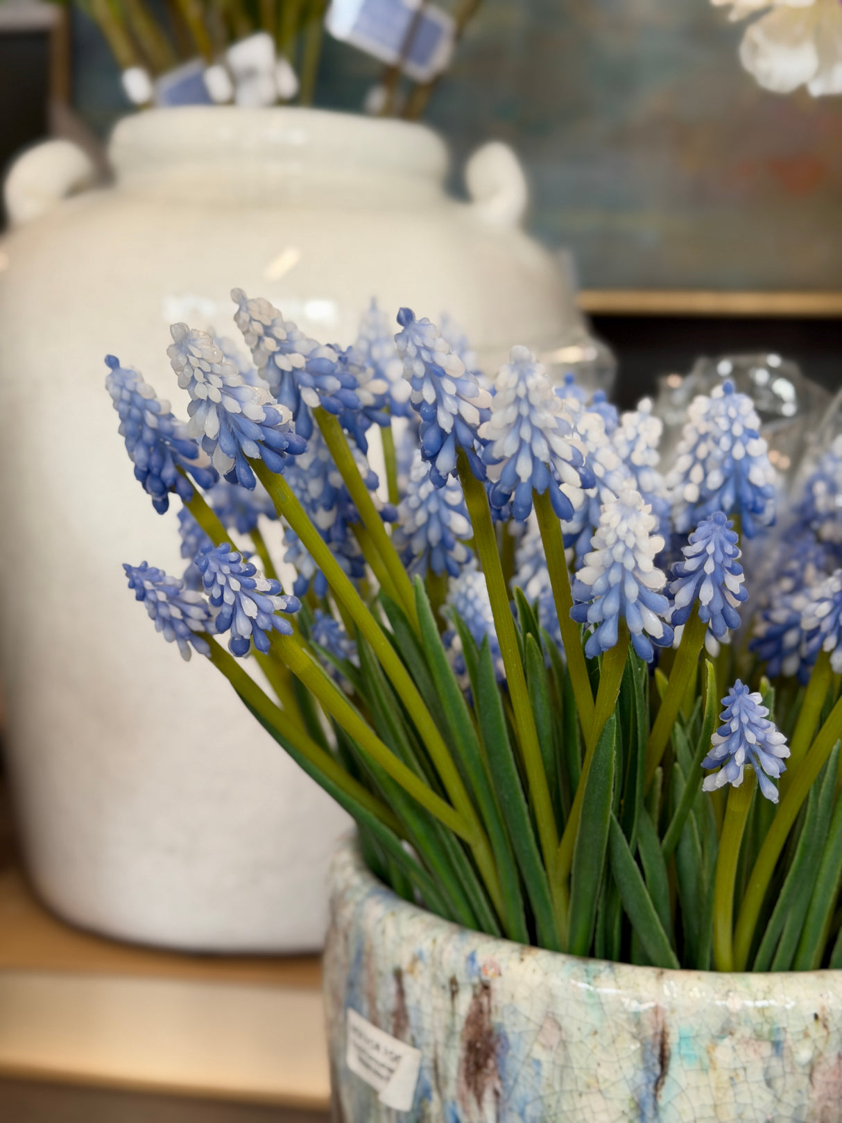 Blue Grape Hyacinth Bundle
