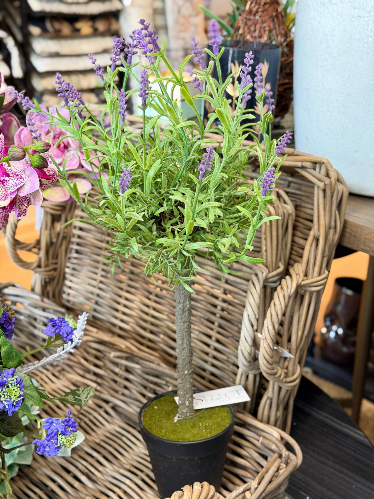Potted Lavender Topiary Plant