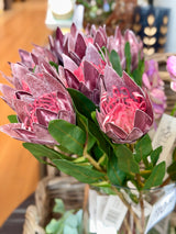Plum King Protea Spray