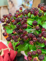 Wine Boysenberry Spray