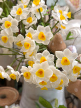 Cream Real Touch Daffadilly Bundle