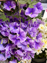 Lavender Morning Glory Spray
