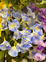 Blue Morning Glory Spray