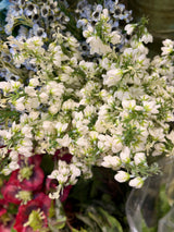 White Baby Blossom Spray