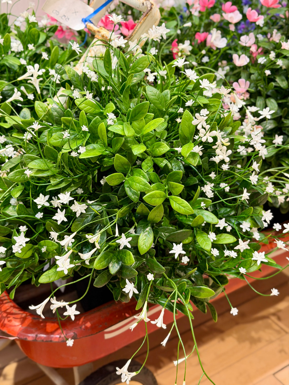 UV Protect White Baby's Breath Plant