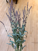 Breckenridge Lavender Bush