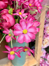 Pink Beauty Cosmos Spray