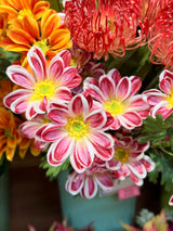 Magenta Garden Daisy Spray