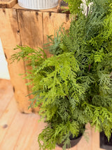 36" Churchill Cypress Tree