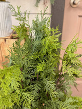 36" Churchill Cypress Tree