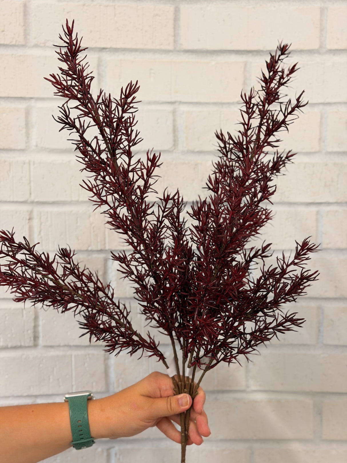 Burgundy Asparagus Fern Spray