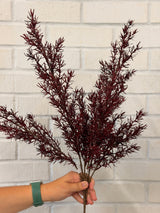 Burgundy Asparagus Fern Spray