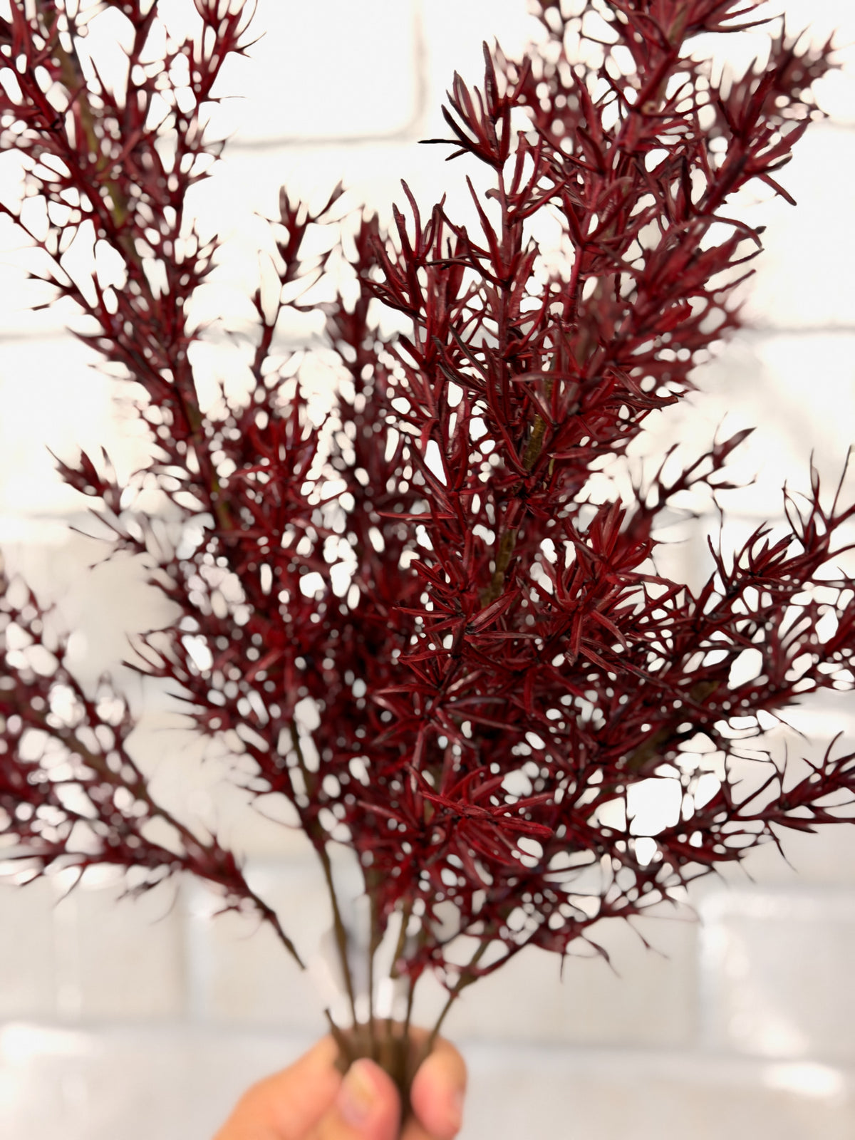 Burgundy Asparagus Fern Spray