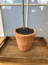 47" Potted Olive Tree