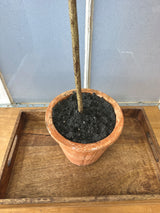 47" Potted Olive Tree