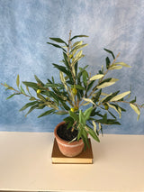 25" Potted Olive Tree