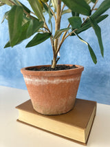 25" Potted Olive Tree