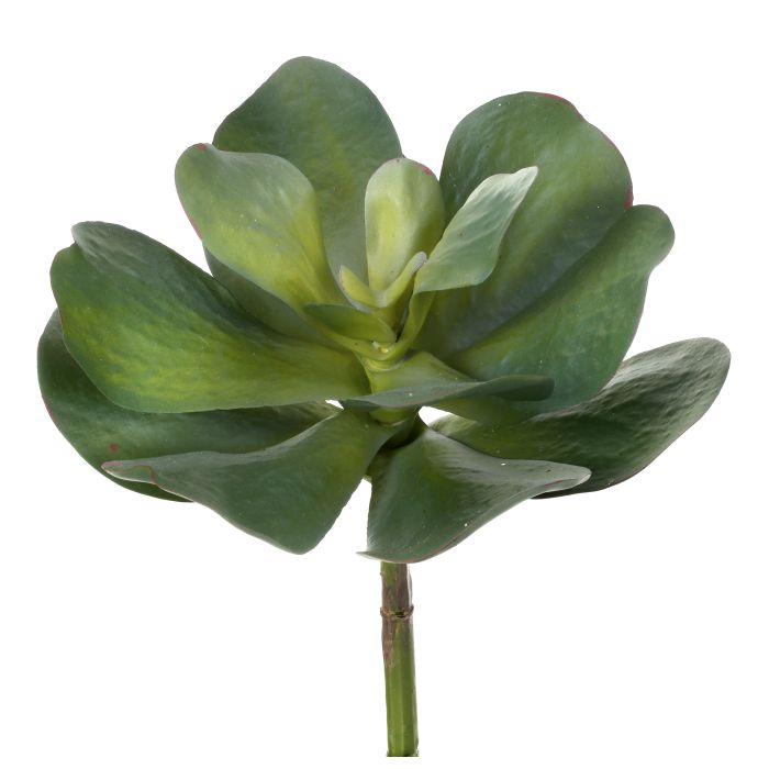 UV Protect Broad Leaf Succulent