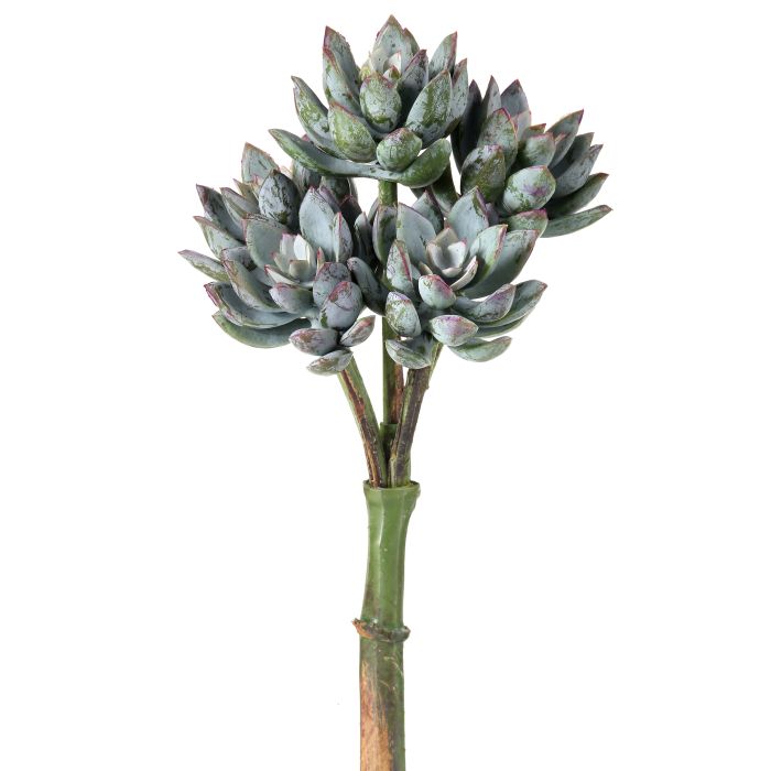 UV Protect Star Succulent