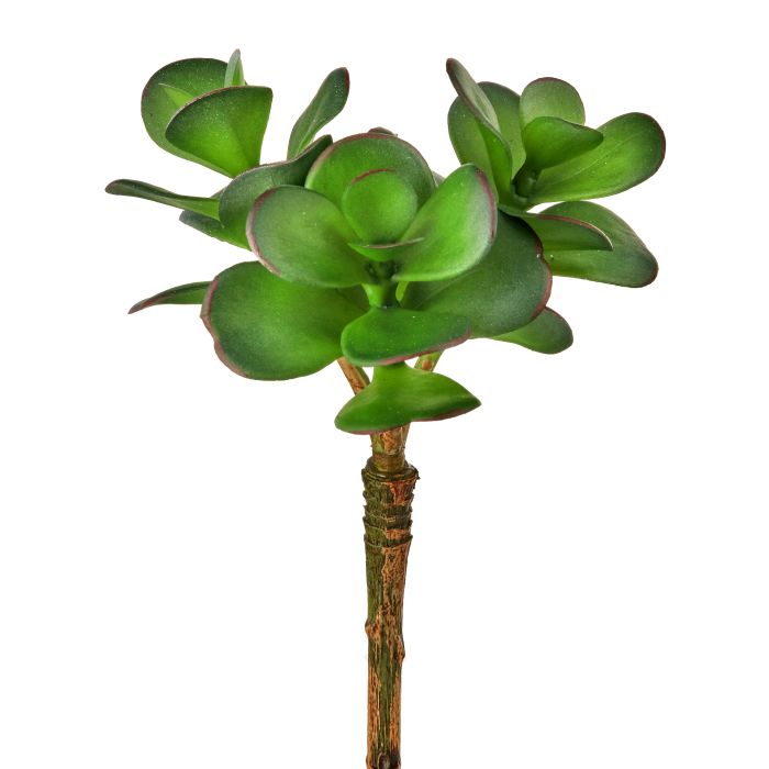 UV Protect Triple Jade Succulent