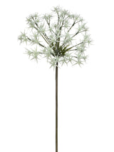 Cream Wild Allium Stem