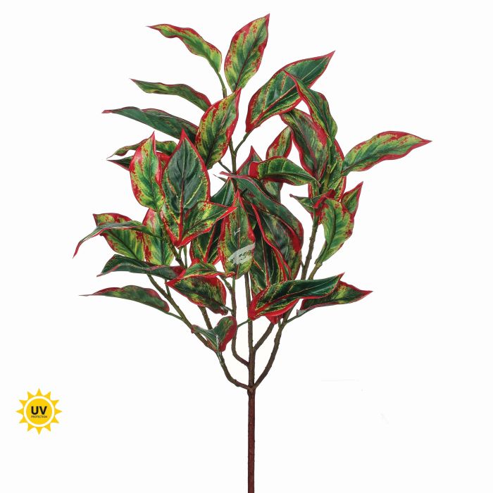 UV Protect Cordyline Bush